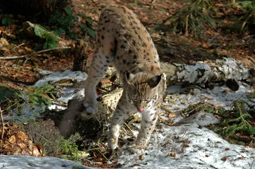 Gordijnen Lynx boréal, Lynx lynx © JAG IMAGES