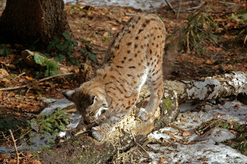 Lynx boréal, Lynx lynx