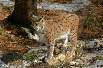 Naklejka na ściany i meble Lynx boréal, Lynx lynx