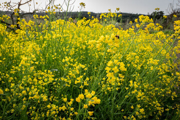 Nabiças em plena floração: Uma pequena abelha na colheita do pólen em um dia primaveril na fazenda