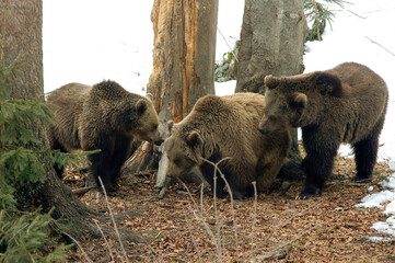 ours brun, ursus arctos