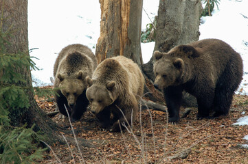 ours brun, ursus arctos