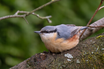 Wood Nuthatch - Sitta europaea, small beautiful perching bird from European forests and woodlands, Zlin, Czech Republic.