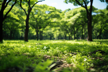 Vibrant green meadow surrounded by lush forest trees and foliage