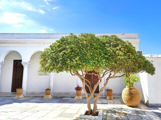Photo shows a lovely Japanese pittosporum (Pittosporum tobira) tree inside the courtyard of the Our Lady of Tinos church on Tinos island, Greece.