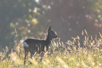 Tuinposter Roe deer in the meadow during the summer. © Jn