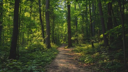 Fototapeta premium Sunlight Filtering Through a Dense Forest Path at Dawn