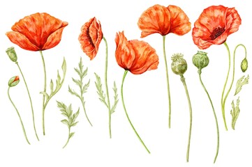 Naklejka premium Poppy flowers set botanical hand drawn illustration