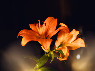 Orange color lily flower bouquet. Selective focus. Floral compassion, nature beauty and shape concept. Rich saturated color.
