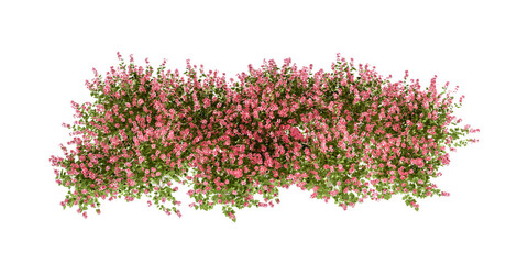 Pink flower bush isolated on white