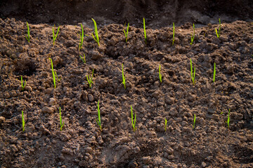 The seedlings are growing from the fertile soil.