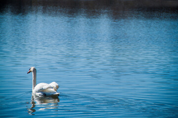 white swan on blue water