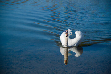 white swan on blue water