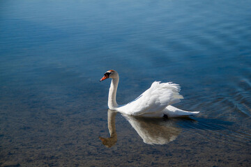 white swan on blue water