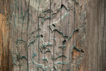 Wooden texture - natural wood. Background of an old wooden fence. For design. Weathered wood. Abstract background