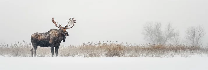 Rideaux occultants Orignal Male horned moose elk in field with snow in winter