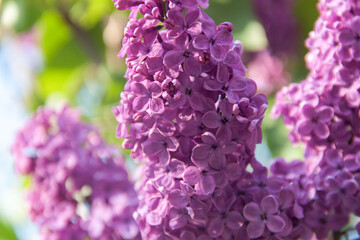 Lilac. natural lilac. Nature and flowers. Blossoming lilac bush