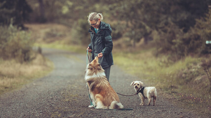 Mensch Frau mit 2 Hunden in Interaktion, Collie Langhaar sable und Malteser an der Leine im Herbst...