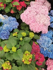 summer flowers background - 773870817