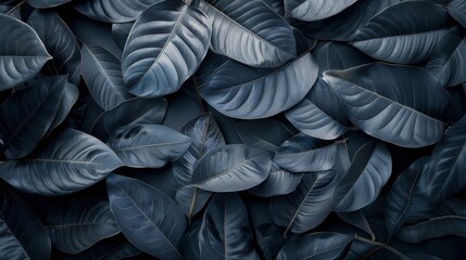 Obraz premium Monochrome Leaves in Nature