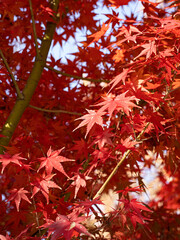 autumn maple leaves in the forest