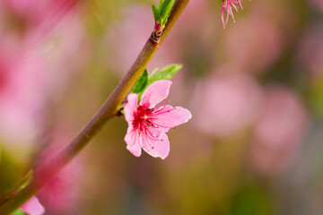 close up with the flowers of a cherry