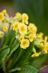 close up of beautifully colored garden flowers.