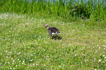 A goose in the flowerbed - 773873427