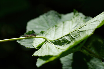 A caterpillar on a green leaf - 773874039