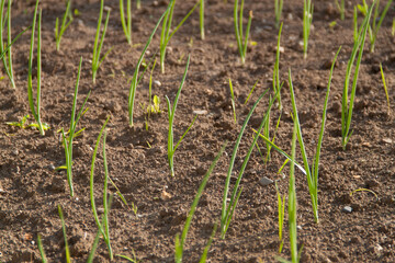 A green plant grows out of the ground. Spring and germination. Growth