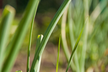 A green plant grows out of the ground. Spring and germination. Growth