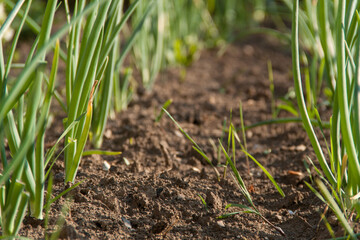 A green plant grows out of the ground. Spring and germination. Growth