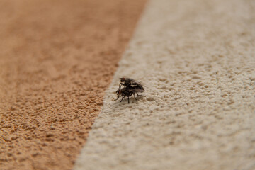 Sex flies. Flies mating. Reproduction of insects
