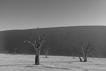 BW picture of a dead tree in the Deadvlei salt pan in the Namib Desert in front of red sand dunes...