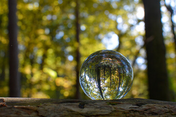 Trees in the forest are reflected in a ball