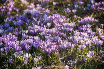 Spring purple snowdrops on green grass. Spring texture. Natural flowers