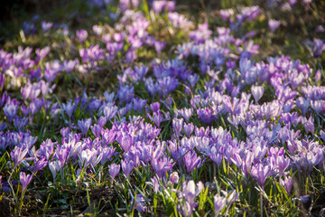 Spring purple snowdrops on green grass. Spring texture. Natural flowers