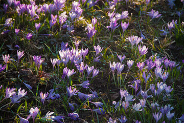 Spring purple snowdrops on green grass. Spring texture. Natural flowers