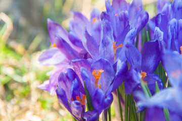 Spring purple snowdrops on green grass. Spring texture. Natural flowers