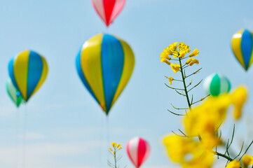 Blooming rapeseed and balloons in the sky 