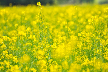 Rape field in Spring