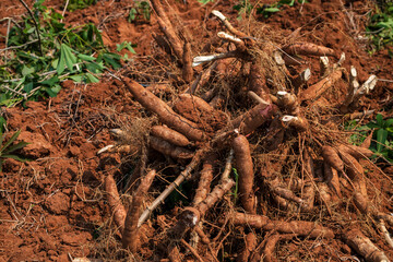Cassava, a cash crop for the food industry