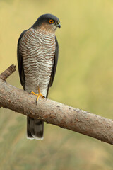 Male Eurasian sparrow hawk on his favorite hunting vantage point in a Mediterranean forest at first light in the morning