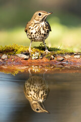 Song thrush in a Mediterranean forest with the first morning lights near a water point