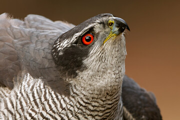 detail of the head of an adult male northern goshawk