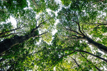 Beautiful scene misty forest with sun rays through the tree leaves,lens flare
