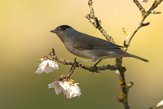 Common whitethroat male in a flowering almond tree at first light on a late winter day
