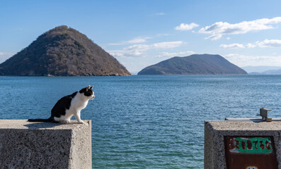 堤防の上でくつろぐ猫