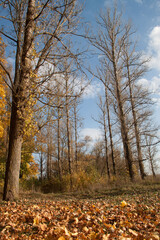 autumn trees with golden leaves.beautiful autumn background