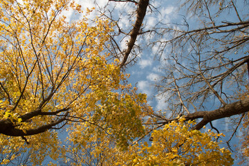 autumn trees with golden leaves.beautiful autumn background